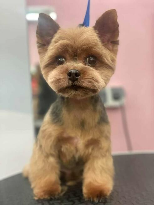 Szkolenia dla groomerów, COCKER SPANIEL i SZKOLENIE GŁÓWKOWE