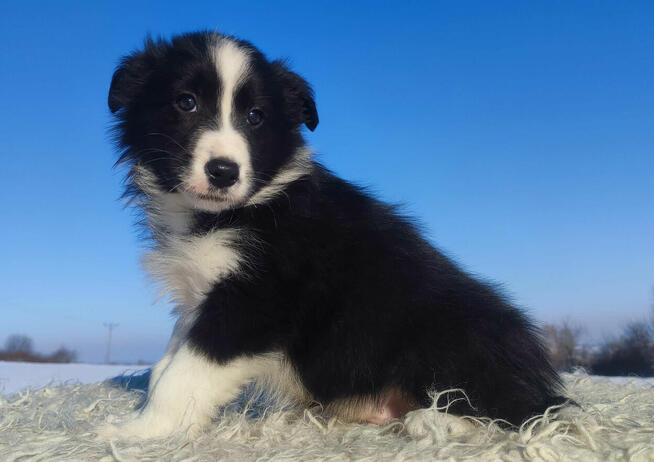 Rasowy BORDER COLLIE z prof. Hodowli, Pies z pełną dok.