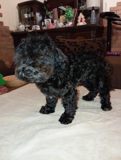 Russkaya Tsvetnaya Bolonka sunia Hawana