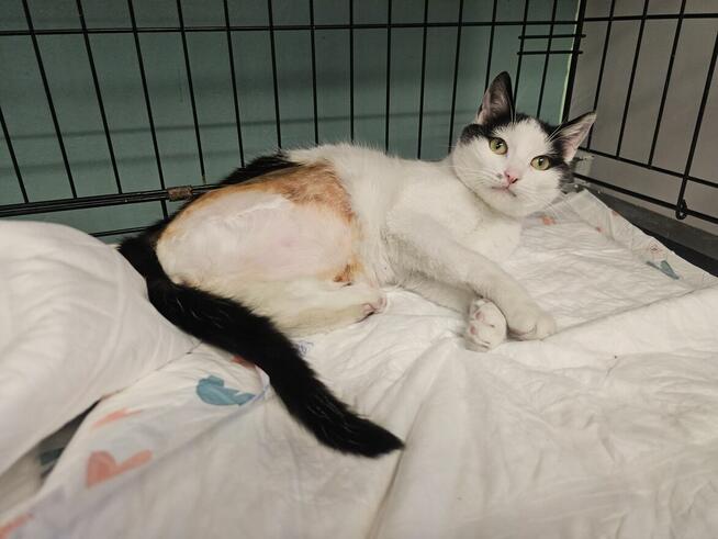 Trójłapek szuka kochających ludzi!