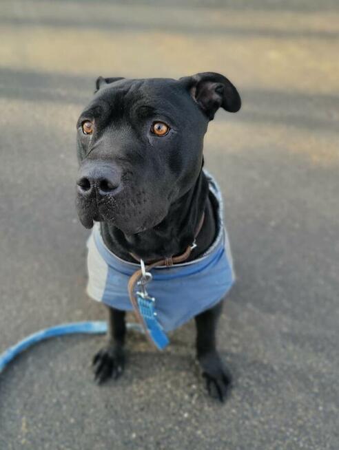 Młody wspaniały Puma szuka domu!