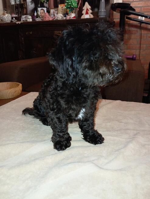 Russkaya Tsvetnaya Bolonka sunia Hawana