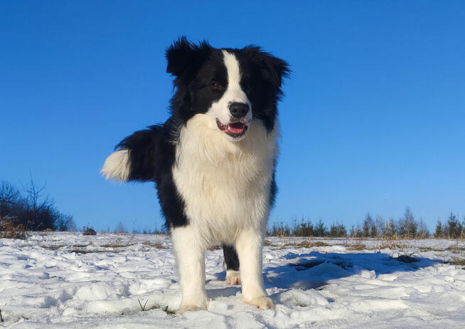 KRYCIE - Reproduktor ZKwP FCI - Border Collie