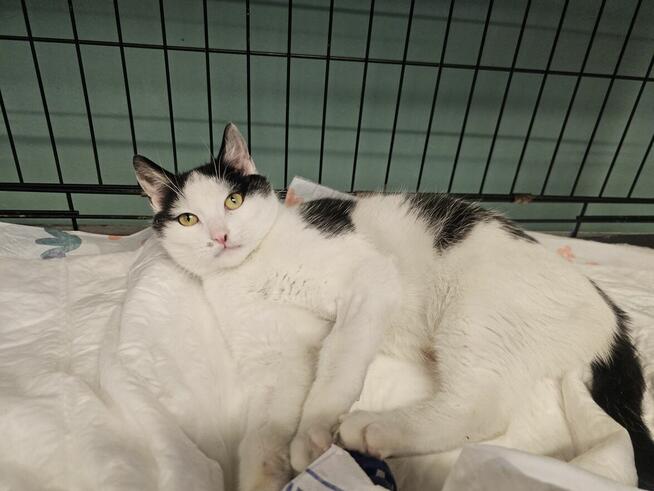 Trójłapek szuka kochających ludzi!