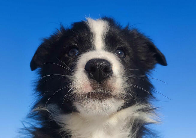 Rasowy BORDER COLLIE z prof. Hodowli, Pies z pełną dok.