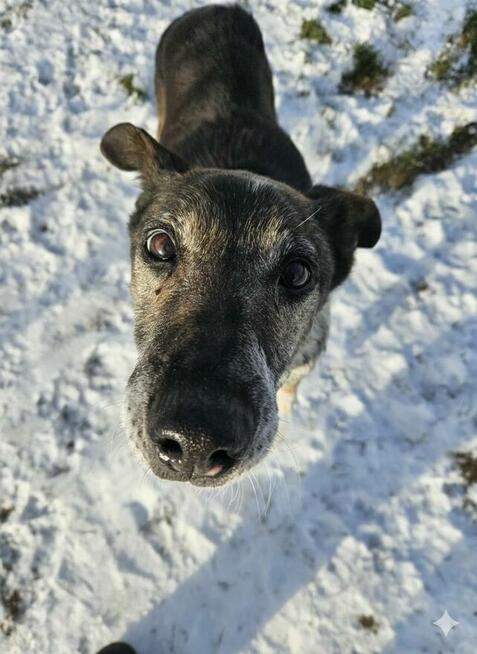 Psia seniorka Kora szuka domu!