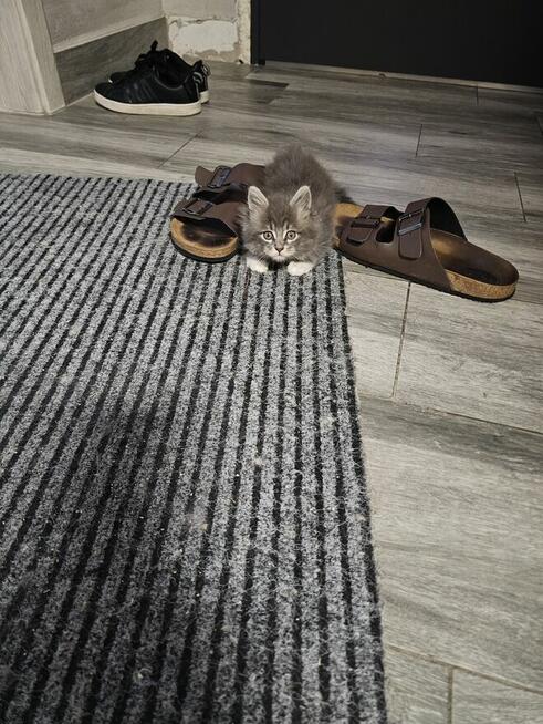 Małe kotki maine coon