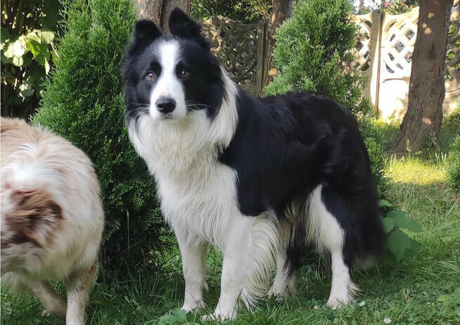 KRYCIE ! - Reproduktor - Border Collie