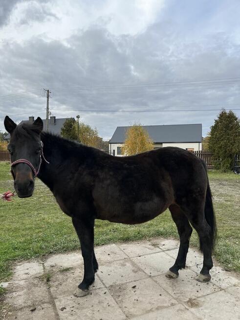 Klacz huculska 2005 sprzedam