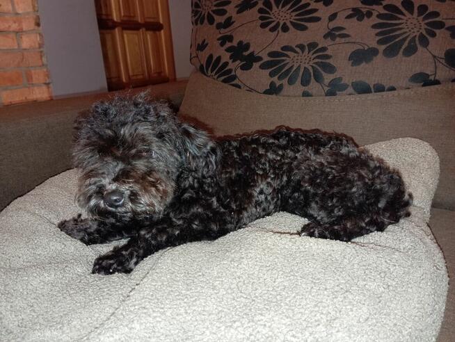 Russkaya Tsvetnaya Bolonka sunia Hawana