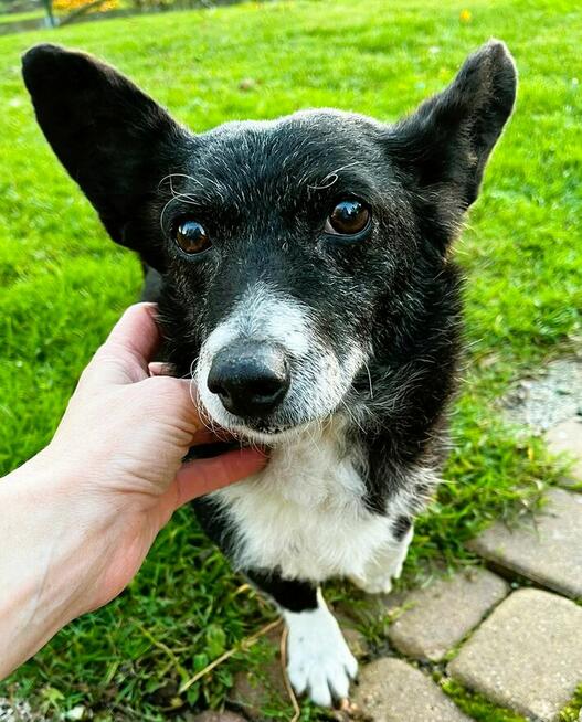 KULKA - kochana, mała sunia szuka pilnie domu