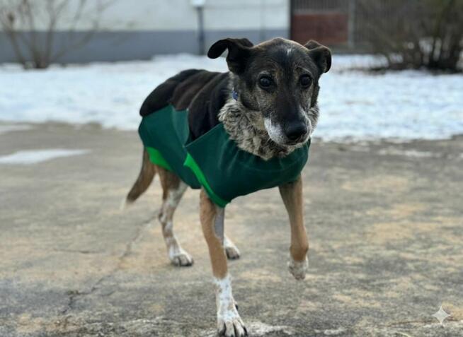 Psia seniorka Kora szuka domu!