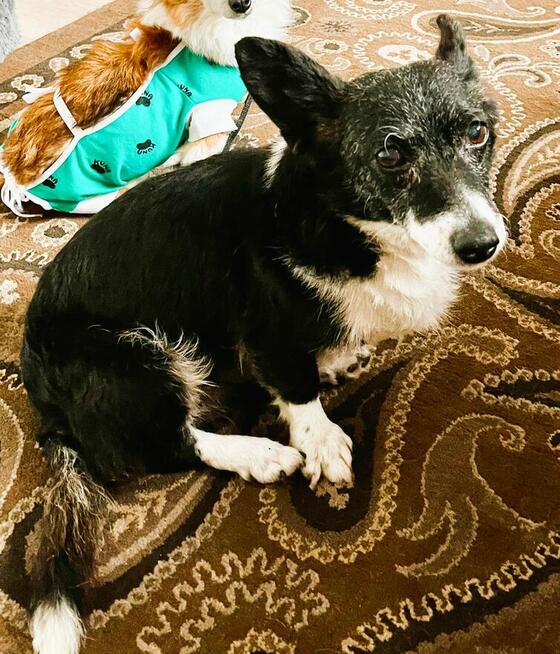 KULKA - kochana, mała sunia szuka pilnie domu