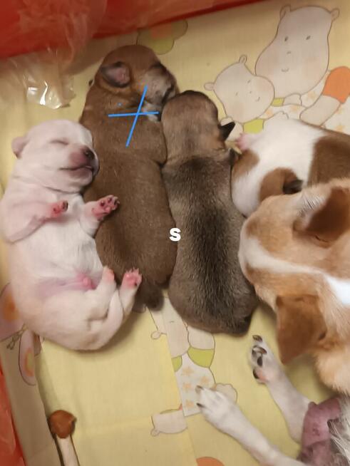 Chihuahua Beżowa Prześliczna