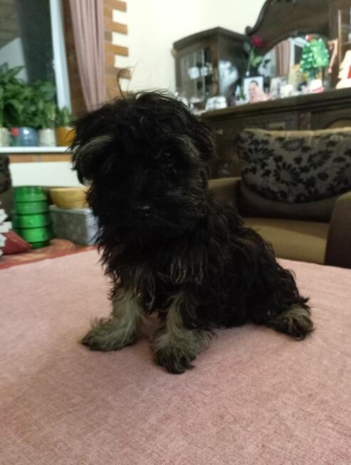 Jasmine Rosyjska Bolonka Kolorowa