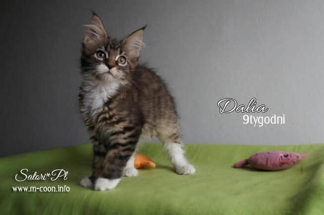 Maine Coon - śliczne kocięta, rodowód WCF