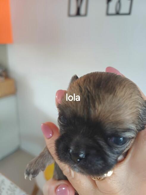 Chihuahua Beżowa Prześliczna