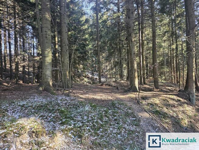 Działka inwestycyjna Odrzykoń gm. Wojaszówka, Leśna