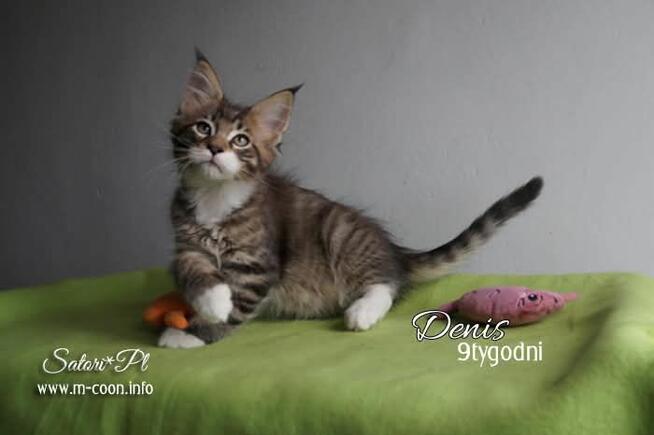 Maine Coon - śliczne kocięta, rodowód WCF