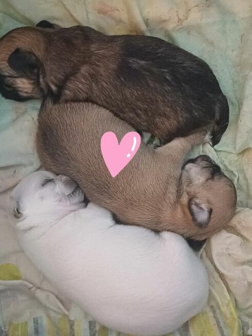 Chihuahua Beżowa Prześliczna