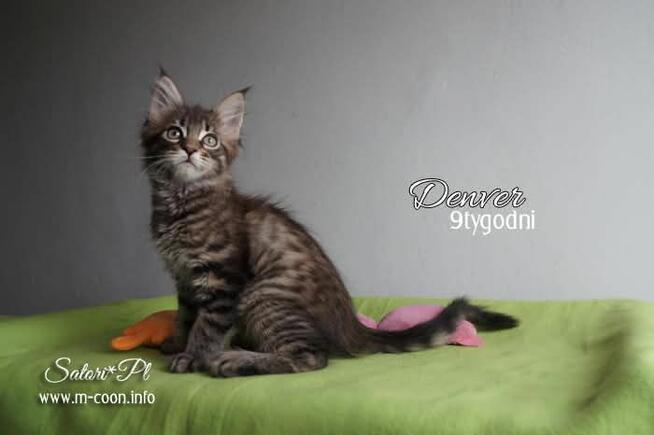 Maine Coon - śliczne kocięta, rodowód WCF