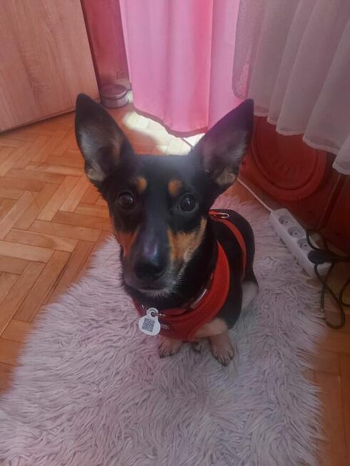 mam 40 lat pilnie szukam pracy na 8 h dziennie. Pomocy!!!!