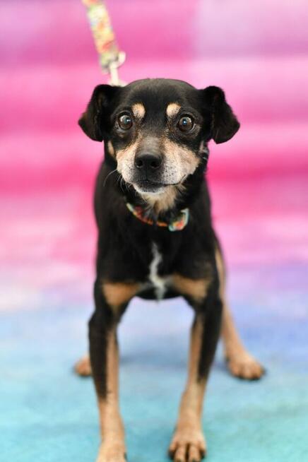 Seniorek Juluś szuka domu pełnego miłości!