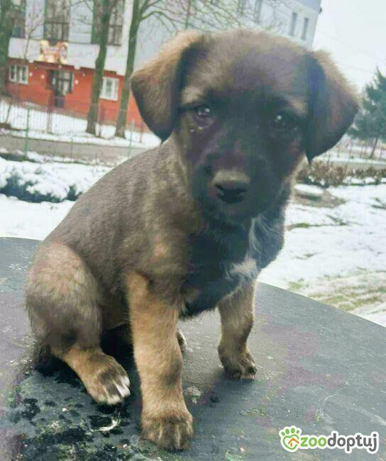 TOSIA - delikatna szczeniaczka błaga o szansę i dom!