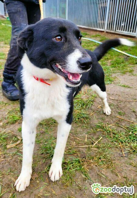 OLAF - cudowny, piękny psiak szuka domu