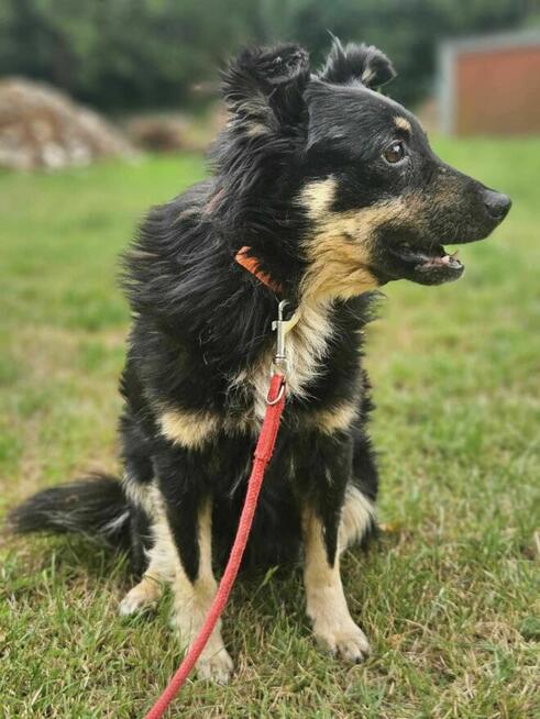 Ice Cream szuka domu -schronisko Zgierz-aktualne