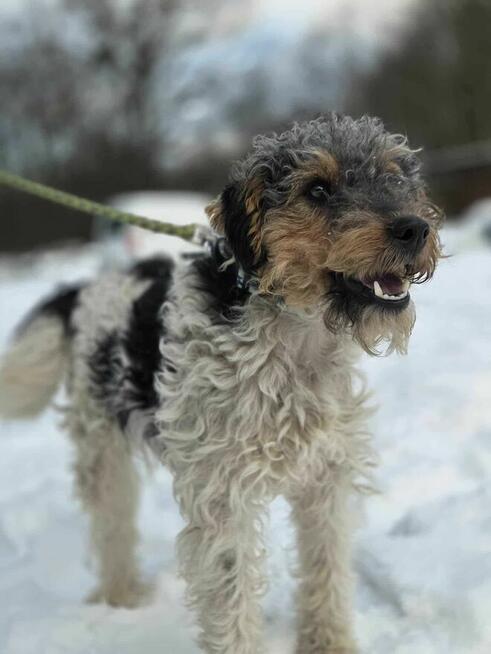 Foksterier szorstkowłosy schronisko Zgierz -aktualne