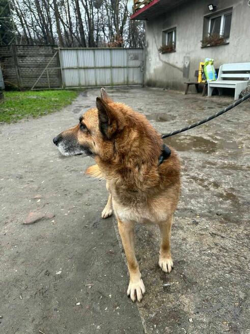 Owczarek niemiecki Butcher schronisko Zgierz -aktualne