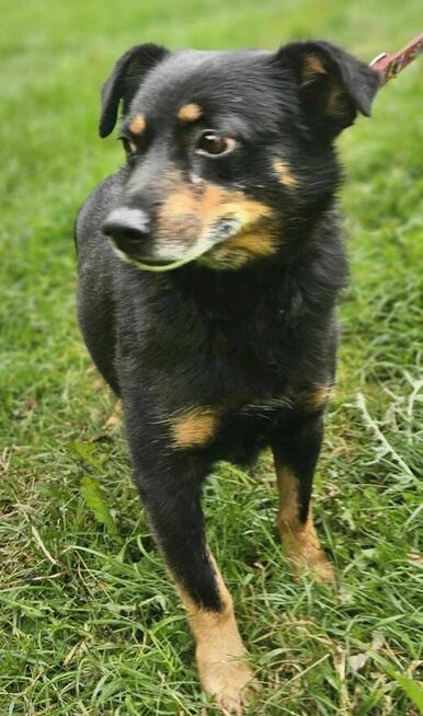 Blancik 8 kg szuka domu -schronisko Zgierz-aktualne