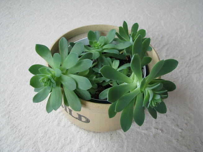 Aeonium – piękny sukulent na taras, do oranżerii lub mieszka