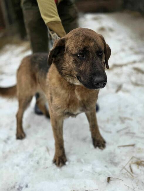 szczeniaki szukają domów -schronisko Zgierz -aktualne