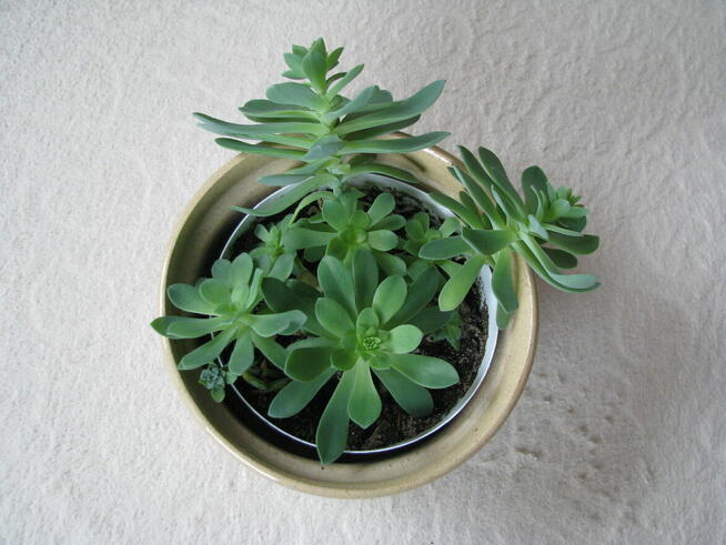 Aeonium – piękny sukulent na taras, do oranżerii lub mieszka
