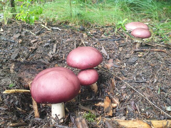 Usługi ogrodnicze - permakultura w Twoim ogrodzie