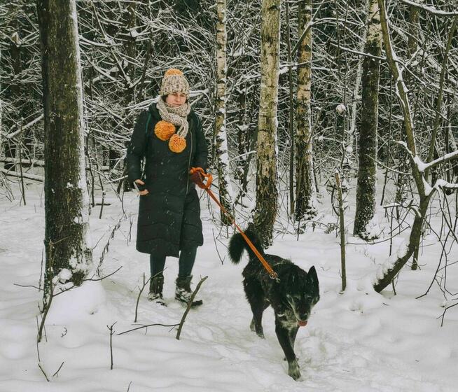 Bryś szuka domu schronisko Zgierz-aktualne