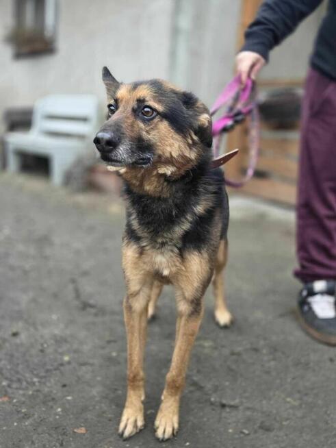 owczarek mix Ibisz szuka domu schronisko Zgierz-aktualne