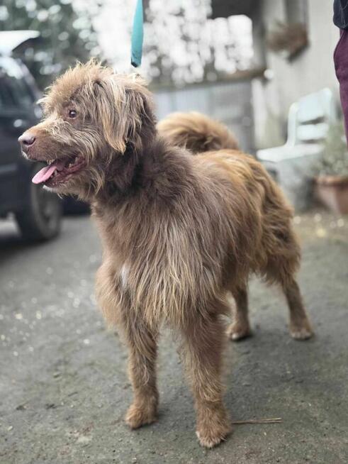 Iglo szuka domu -schronisko Zgierz -aktualne