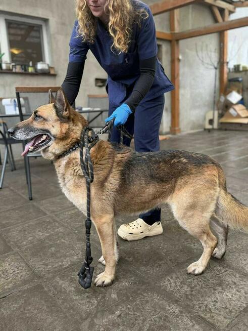 Owczarek niemiecki Butcher schronisko Zgierz -aktualne