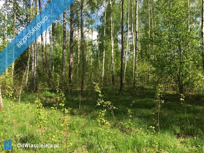 Puszcza Białowieska