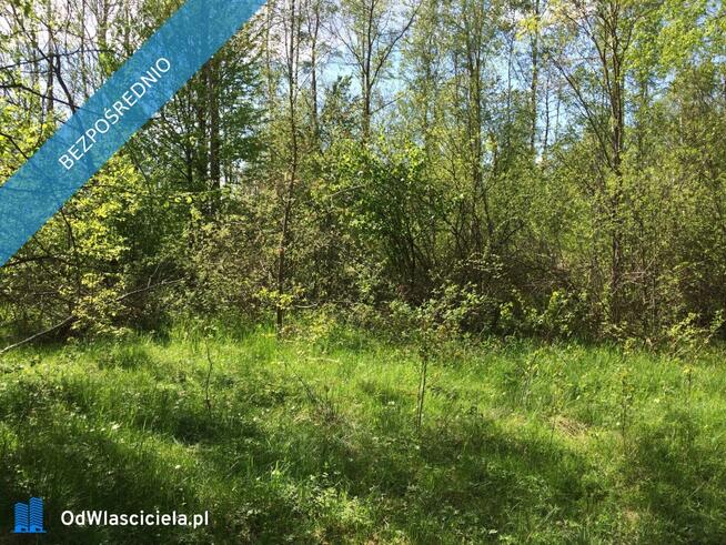 Puszcza Białowieska