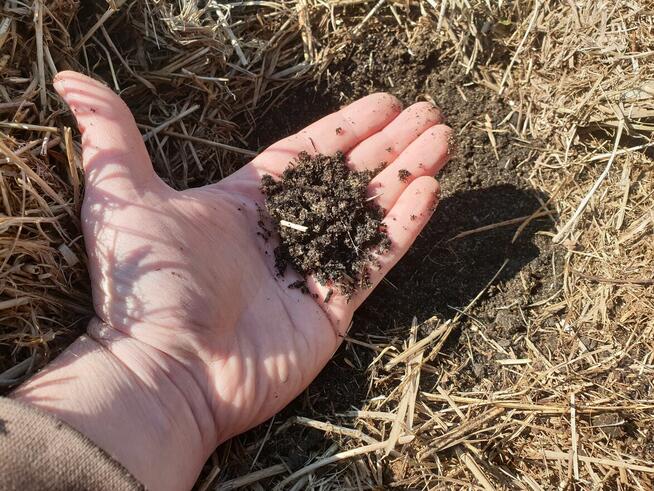 Usługi ogrodnicze - permakultura w Twoim ogrodzie