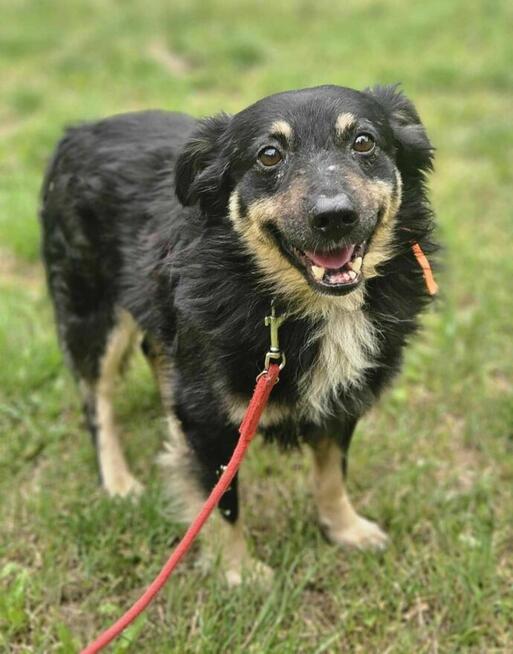 Ice Cream szuka domu -schronisko Zgierz-aktualne