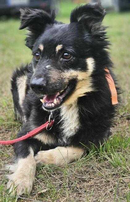 Ice Cream szuka domu -schronisko Zgierz-aktualne