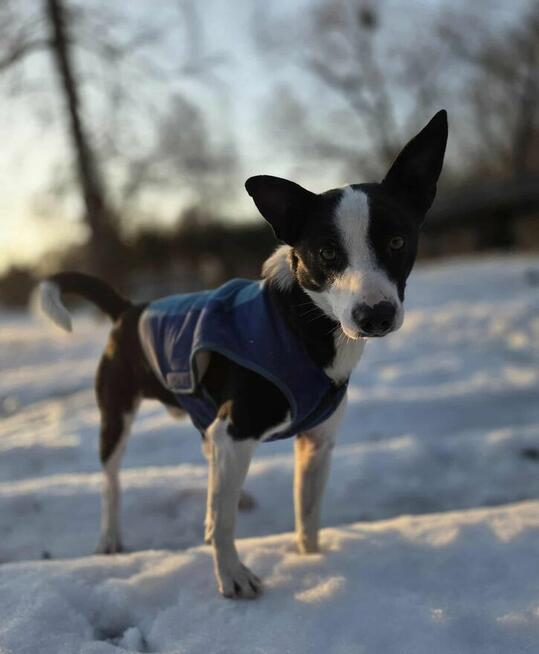 Wisiorek szuka domu -schronisko Zgierz-aktualne