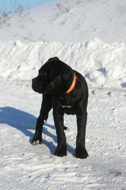 Cane corso suczka