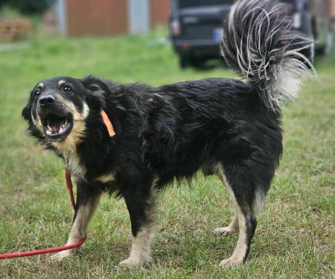 Ice Cream szuka domu -schronisko Zgierz-aktualne