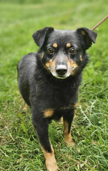 Blancik 8 kg szuka domu -schronisko Zgierz-aktualne
